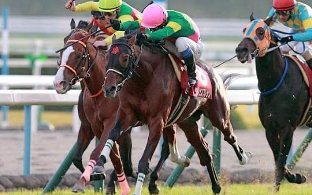 後の名ジャンパー・タガノエスプレッソが重賞初制覇 14年のデイリー杯2歳Sを回想