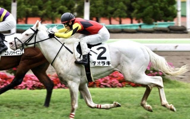 白毛馬アオラキが予後不良…土曜福島8Rで競走中止