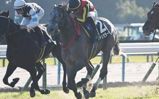 【黄菊賞結果】ノチェセラーダがゴール前で差し切り2連勝