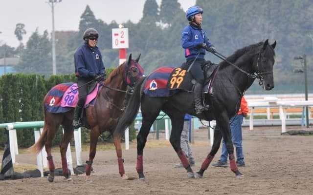 近親に米G1馬がいるノーブルサヴェージ 森一師「いい脚を長く使えそう」/関東馬メイクデビュー情報