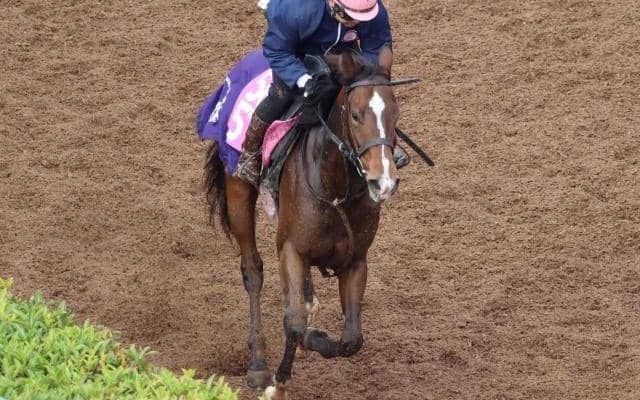 アルジェンテーラなど、先週のゲート試験/栗東トレセンニュース