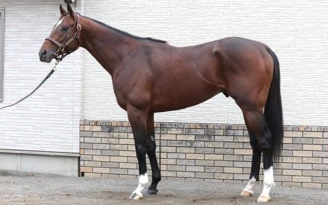 「ここでの初戴冠は血のさだめ」 GI初制覇へ期待大のマイルCS出走馬とは