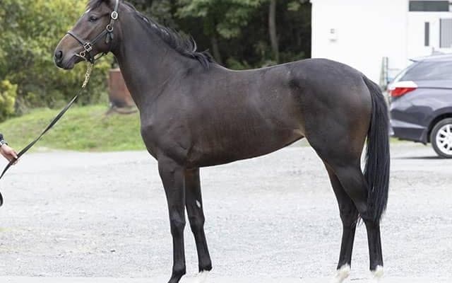 トウカイテイオー唯一の後継種牡馬 クワイトファイン産駒が中央初出走だ