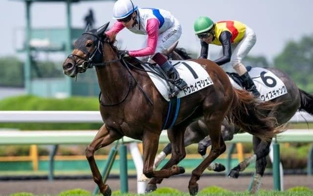 【園田・兵庫ジュニアGP枠順】エーデルワイス賞2着のトウカイマシェリは8枠12番