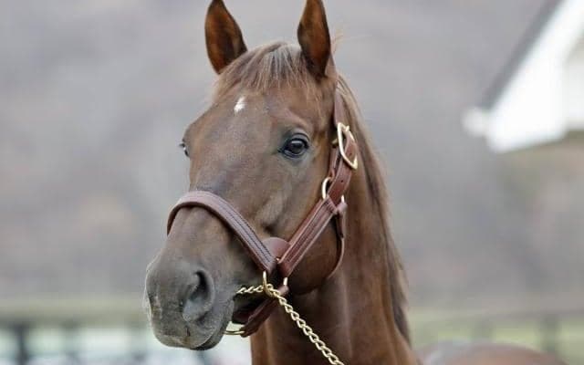 ダート重賞3勝のドンフランキーが優駿SSに到着 来年から種牡馬生活へ