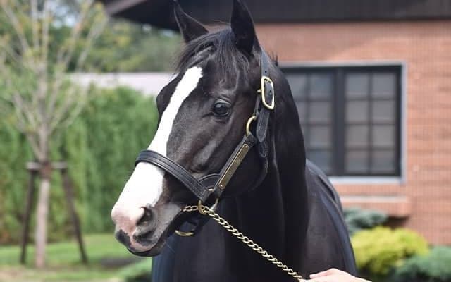 キタサンブラック＆イクイノックスの父仔が2500万円でトップ 社台SSが26年度のけい養馬＆種付け料を発表