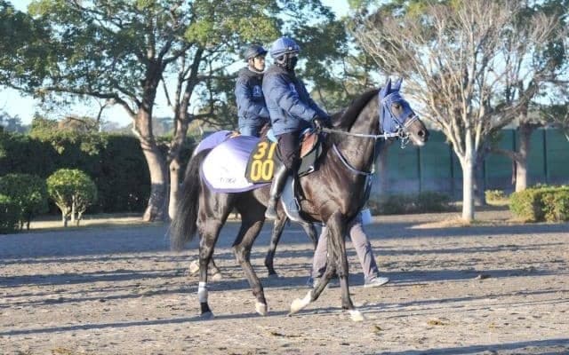 近親にオークス馬がいるウルフマン 手塚師「軽い走りで切れがありそう」/関東馬メイクデビュー情報