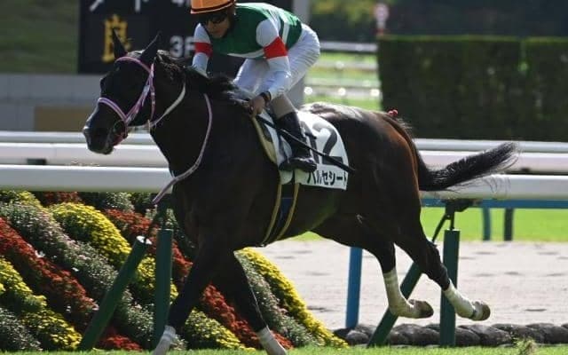 【京都2歳S予想オッズ】バルセシートが予想1番人気