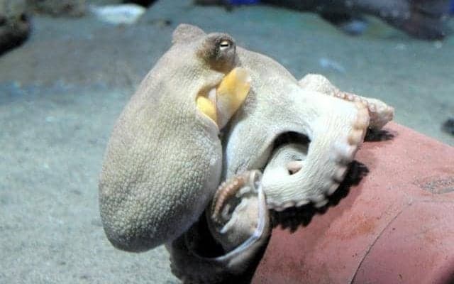 J1鹿島Vへ、マダコで必勝祈願　アクアワールド茨城県大洗水族館