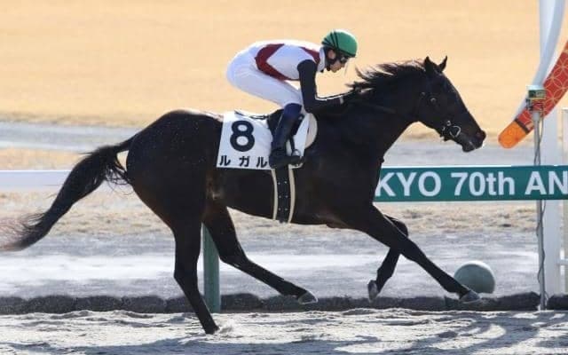 【京阪杯出走馬・騎手確定】ルガル＆西村淳也騎手、ペアポルックス＆松若風馬騎手など18頭