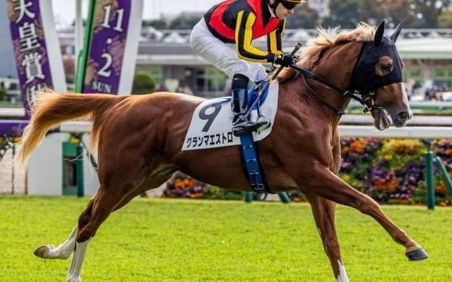 母は名牝グランアレグリア グランマエストロが今度こそ初勝利なるか