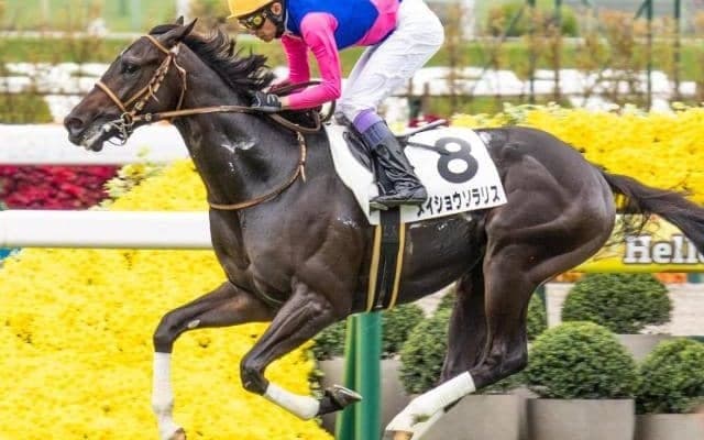 今週の武豊騎手は15鞍 メイショウソラリスで京都2歳Sの6年ぶり4勝目なるか