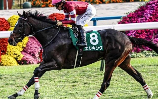京都2歳Sはノーザンファーム生産馬に注目 過去10回で6勝と安定感あり