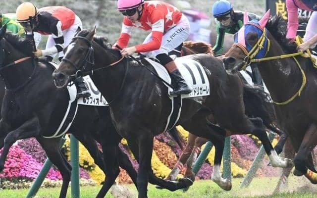 【京都5R新馬戦結果】モーリス産駒レッドリガーレが接戦を制す