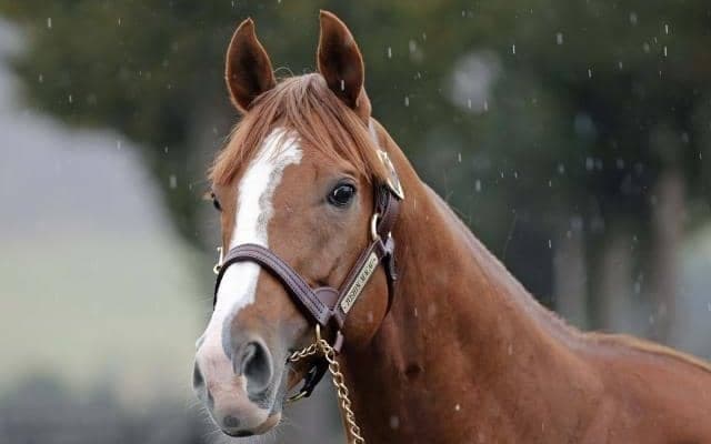 重賞5勝のトウシンマカオがアロースタッドに到着 来年から種牡馬生活へ