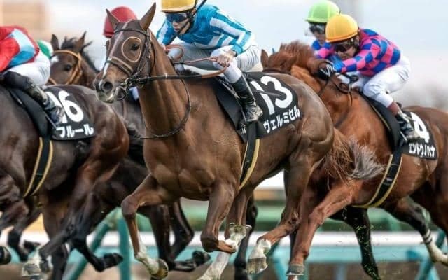 【ステイヤーズS見どころ】ヴェルミセルが重賞初制覇を狙う