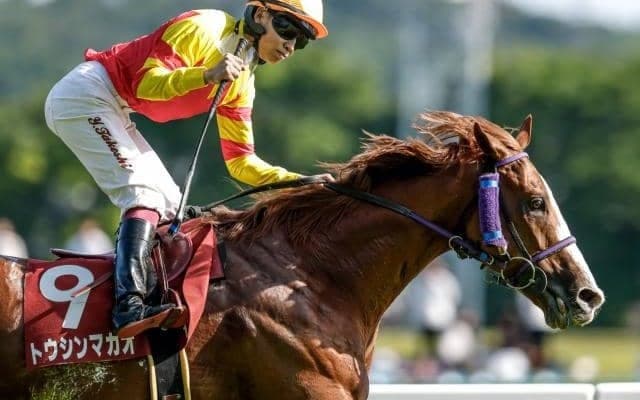 【先週のJRA抹消馬】重賞5勝のトウシンマカオ、ダートで活躍のロコポルティなど