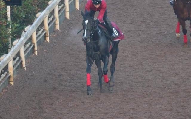 バドリナートなど、先週の入厩情報/栗東トレセンニュース