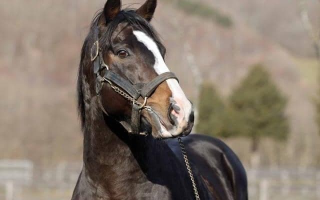 ブリックスアンドモルタルがレックススタッドに移動 新天地で種牡馬生活継続へ