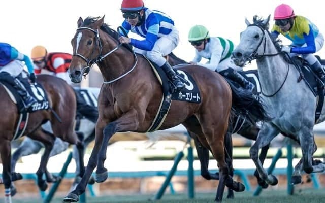 【ステイヤーズS枠順確定】ホーエリートは3枠3番、クロミナンスは5枠7番