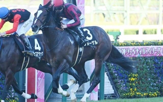 【さざんか賞結果】フォーゲルが人気に応えて2連勝