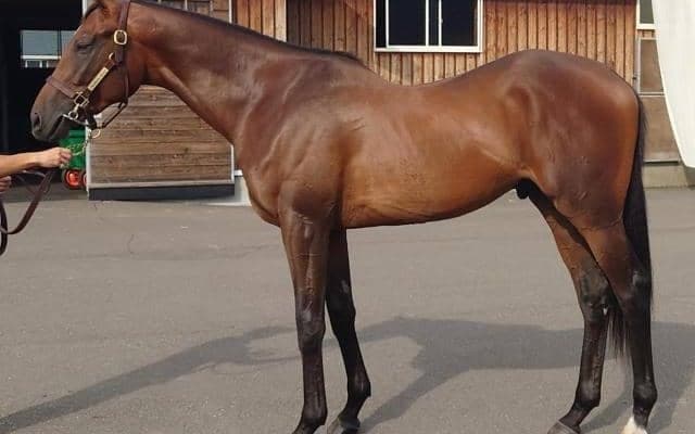 母はエリザベス女王杯覇者のラキシス デプレがデビュー勝ちなるか