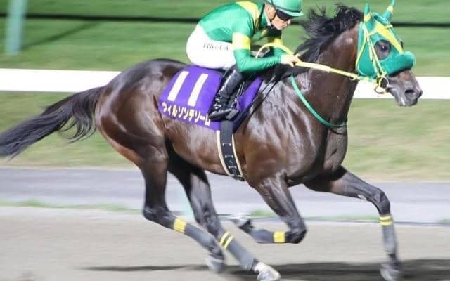 霜降り明星・粗品はウィルソンテソーロが本命 チャンピオンズCは3連複で勝負だ