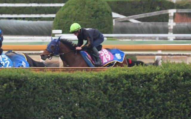 1週前追い切りが秀逸 テイエムスティールが日曜阪神で初陣/関西馬メイクデビュー情報