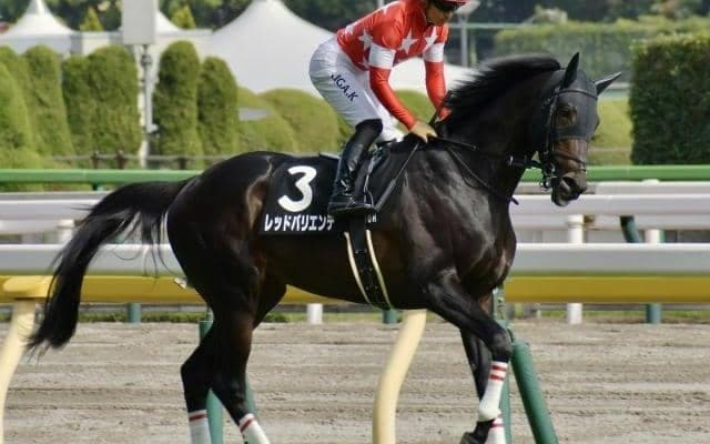 【中日新聞杯展望】前走着順とクラスに妙味あり、データ合致のレッドバリエンテが波乱を演出