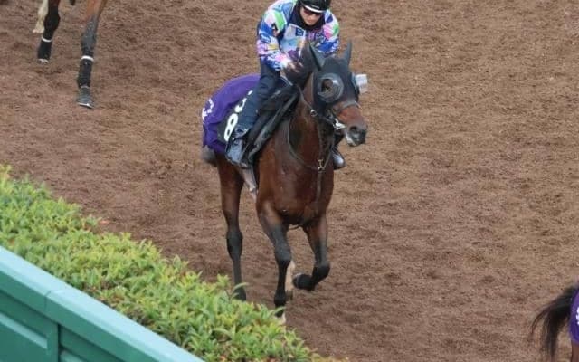 ララファキュルテなど、先週の入厩情報/栗東トレセンニュース