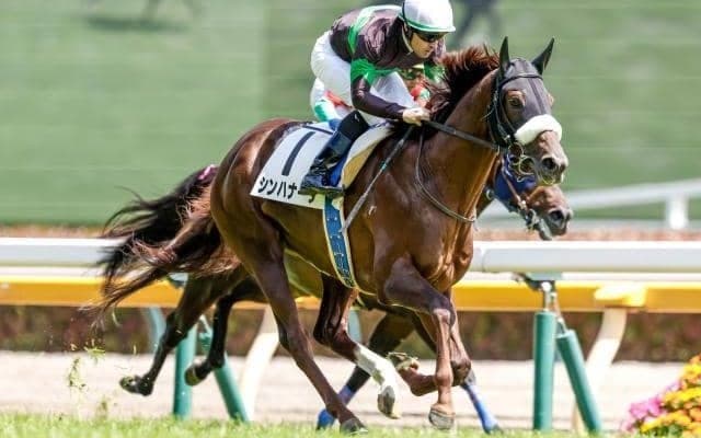 【中日新聞杯予想オッズ】シンハナーダが予想1番人気