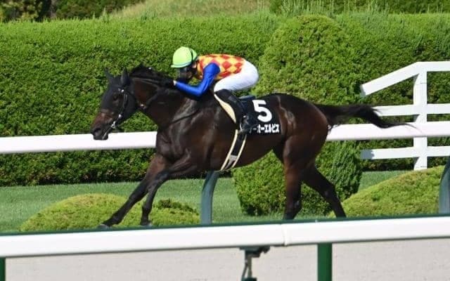 【カペラS予想オッズ】テーオーエルビスが予想1番人気