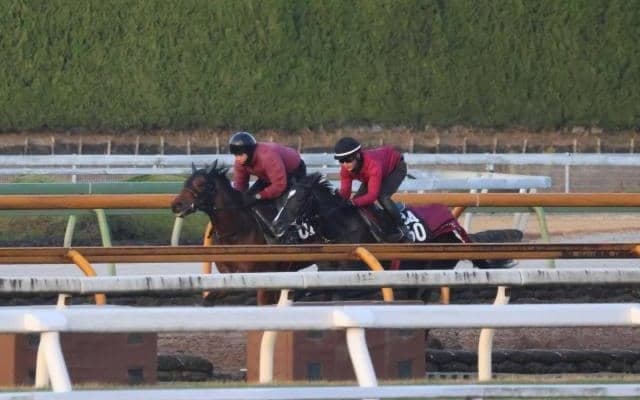 バドリナート、ホープフルS2週前追い切り速報/栗東トレセンニュース