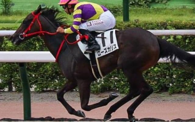 【阪神JF】デビュー3年目の田口貫太騎手 自厩舎のローズカリスでGI初制覇狙う