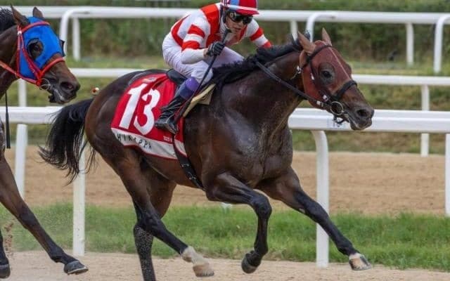 【カペラS展望】JBCスプリント組が強力、好走データ合致のチカッパに注目