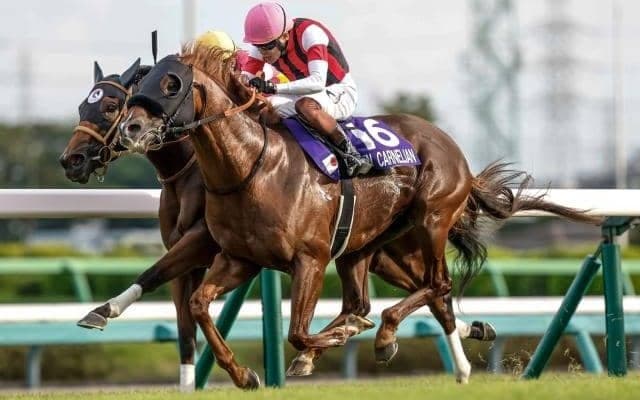 【香港スプリント枠順確定】ウインカーネリアン＆三浦皇成騎手は11番ゲート、サトノレーヴ＆ムーア騎手は4番ゲート