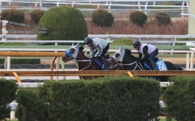 メイショウタバル、有馬記念2週前追い切り速報/栗東トレセンニュース