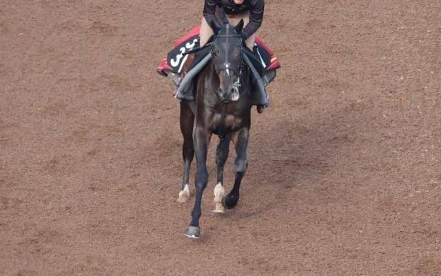 【JRA新馬戦】ジェンティルドンナの仔アルジェンテーラや5億2000万円のサガルマータなどがデビュー