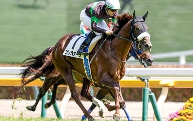 【中日新聞杯枠順確定】シンハナーダは7枠14番、ファミリータイムは2枠4番