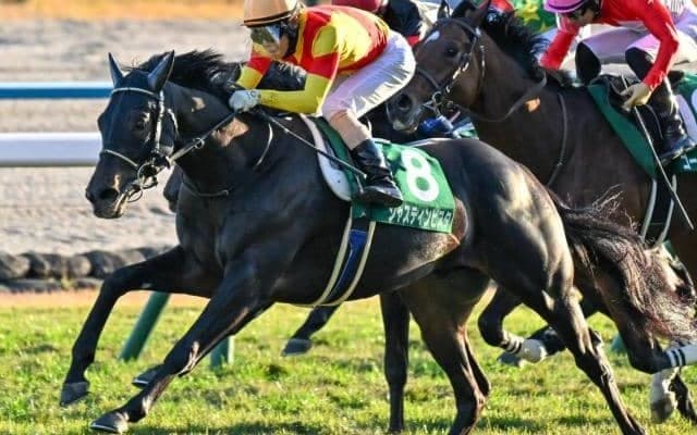 【ホープフルS想定馬・騎手】ジャスティンビスタ、ショウナンガルフなど16頭
