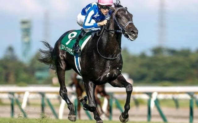 2歳マイル王決定戦・朝日杯FSとターコイズS/今週の競馬界の見どころ