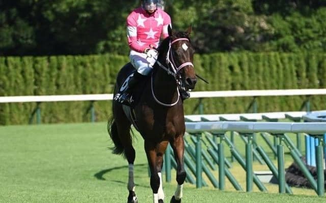 【ターコイズS想定騎手】ビップデイジーは西村淳也騎手、チェルビアットは戸崎圭太騎手