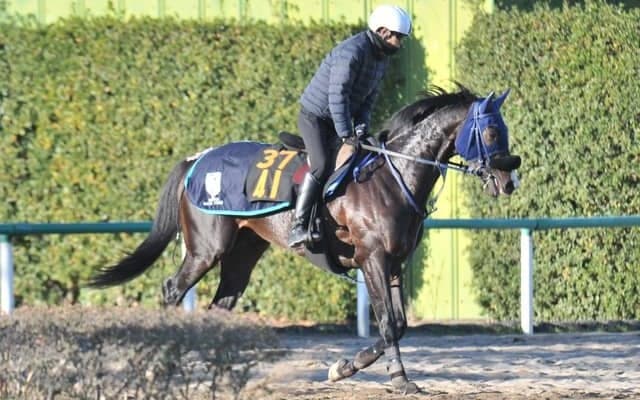 セレクト1億6500万円 半兄にシャケトラがいるランブルスコ/関東馬メイクデビュー情報