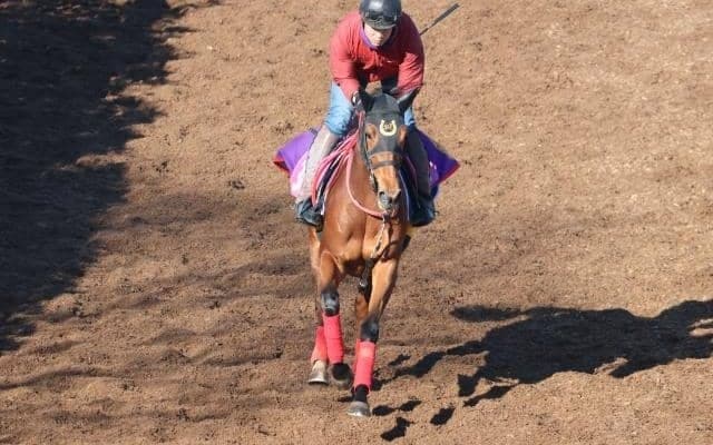 カステッロトゥーレなど、先週のゲート試験/栗東トレセンニュース