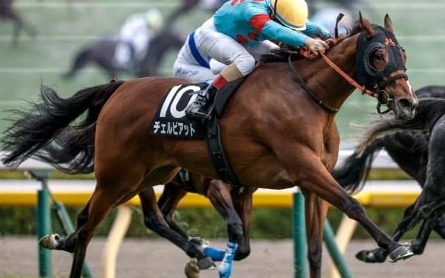 【ターコイズS予想オッズ】チェルビアットが予想1番人気