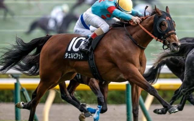 【ターコイズS出走馬・騎手確定】チェルビアット＆戸崎圭太騎手、ビップデイジー＆西村淳也騎手など16頭