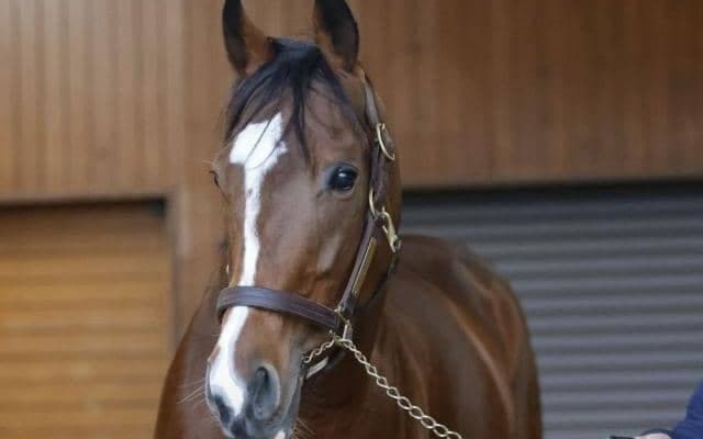 23年皐月賞馬ソールオリエンスがブリーダーズSSに到着 種付け料は150万円