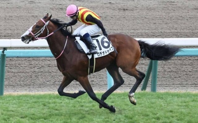 【新馬/中山5R】サートゥルナーリア産駒 ロデオドライブがデビュー勝ち