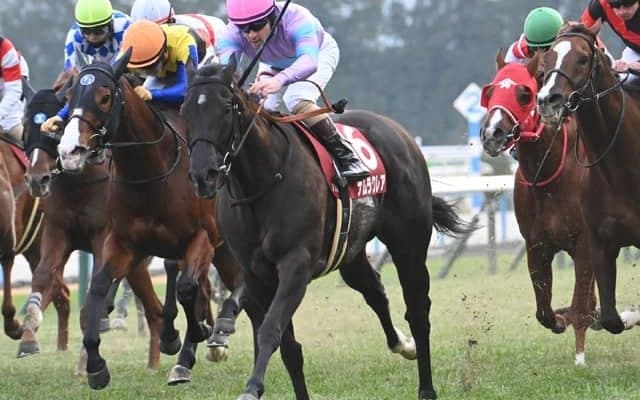 【阪神C見どころ】昨年の覇者ナムラクレアが連覇を狙う