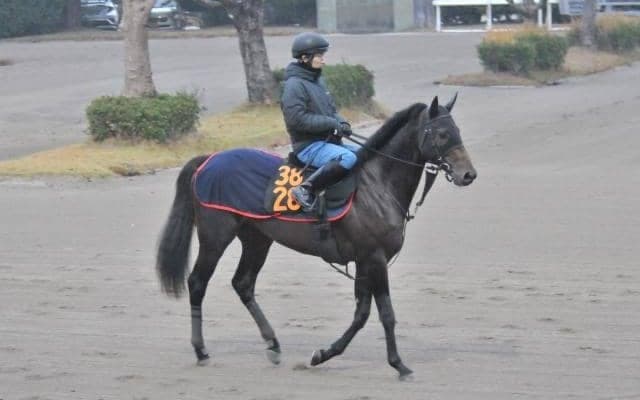 半兄は重賞3勝ステイフーリッシュ 近親にはGI馬もいるココナッツコースト/関東馬メイクデビュー情報